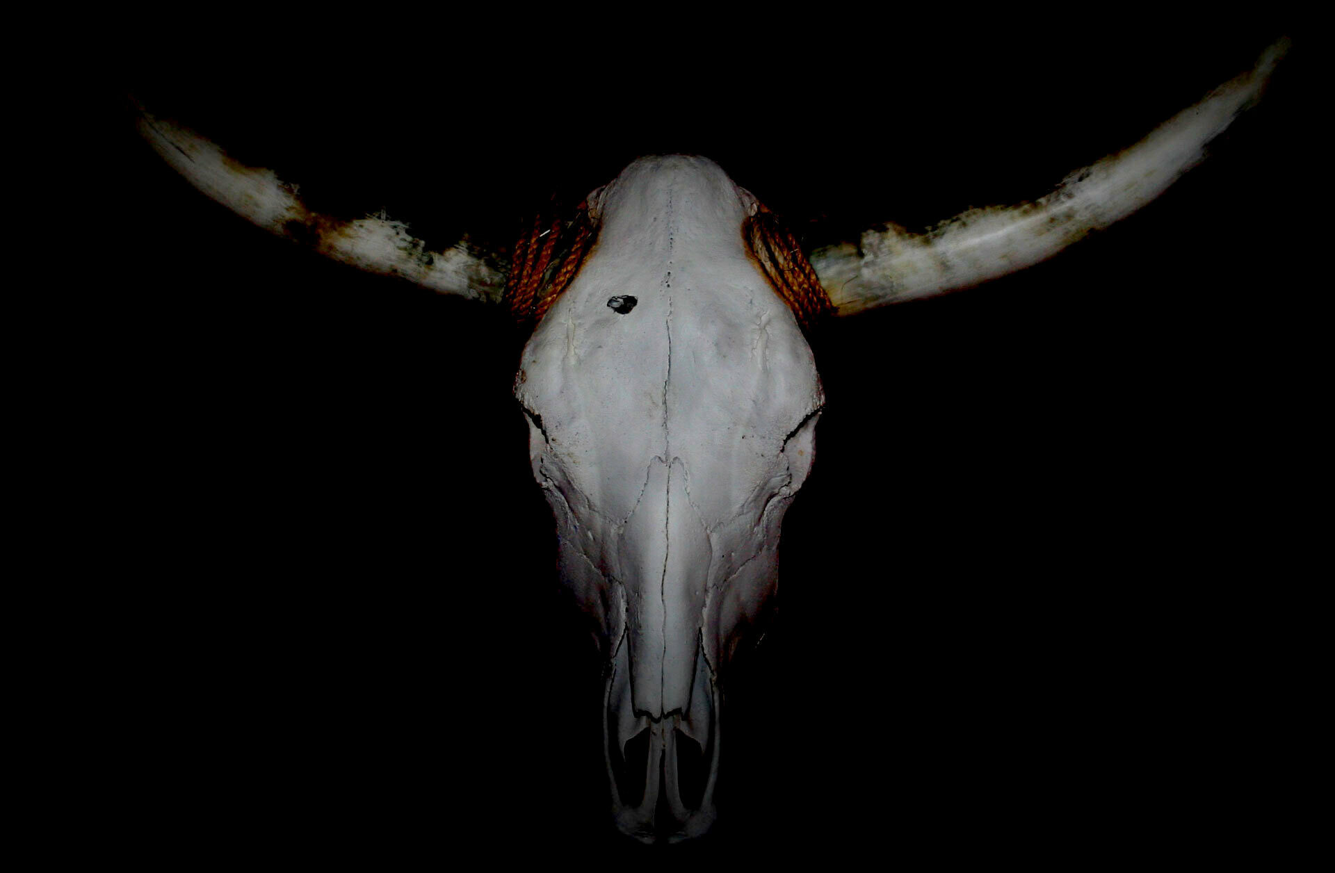 Der Bueffelschaedel von Texas
